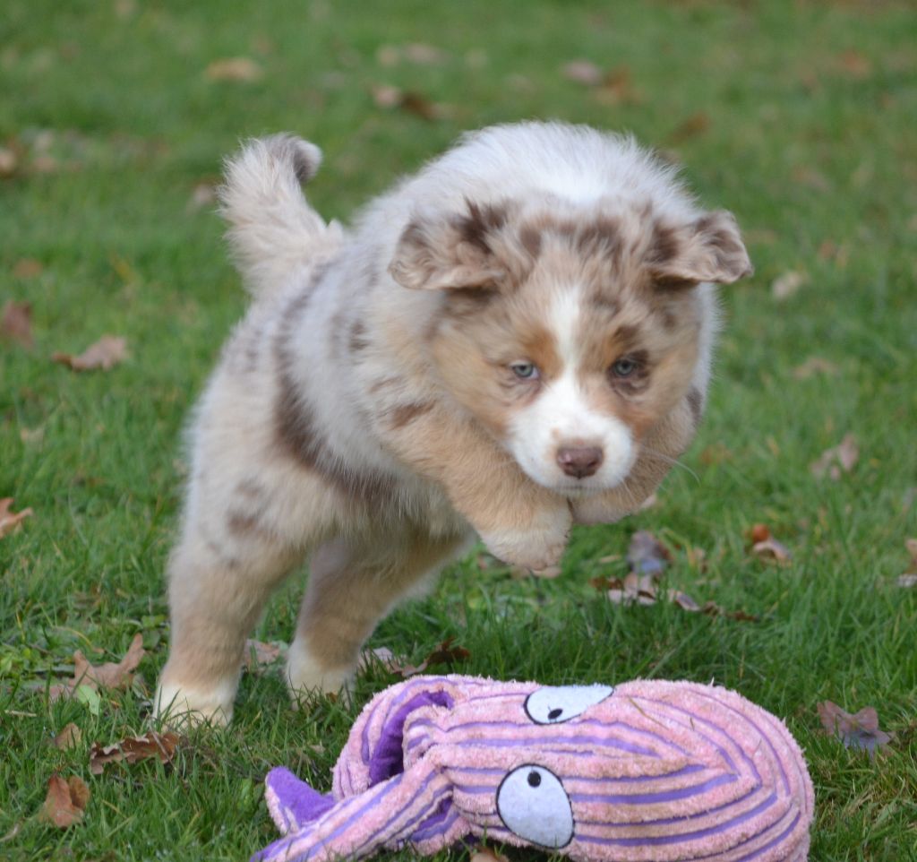 des Wani - Yanpi - Pas de chiots bergers australiens tout de suite !!!