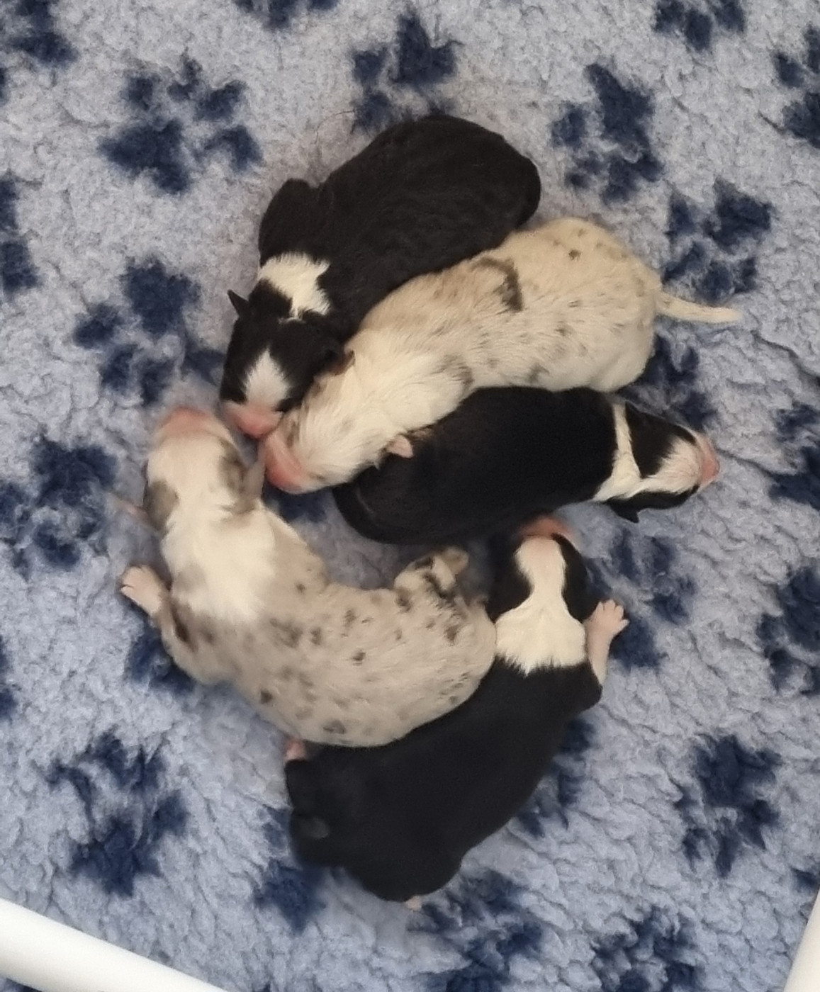 5 jolis bb berger australien ont vu le jour