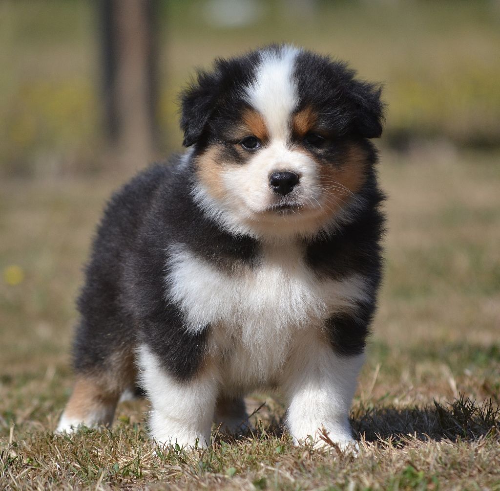 des Wani - Yanpi - Chiots disponibles - Berger Australien