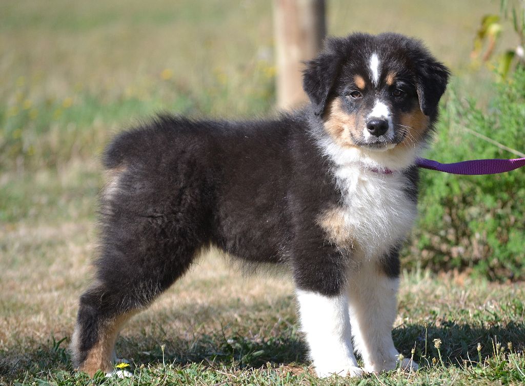 des Wani - Yanpi - Chiots disponibles - Berger Australien