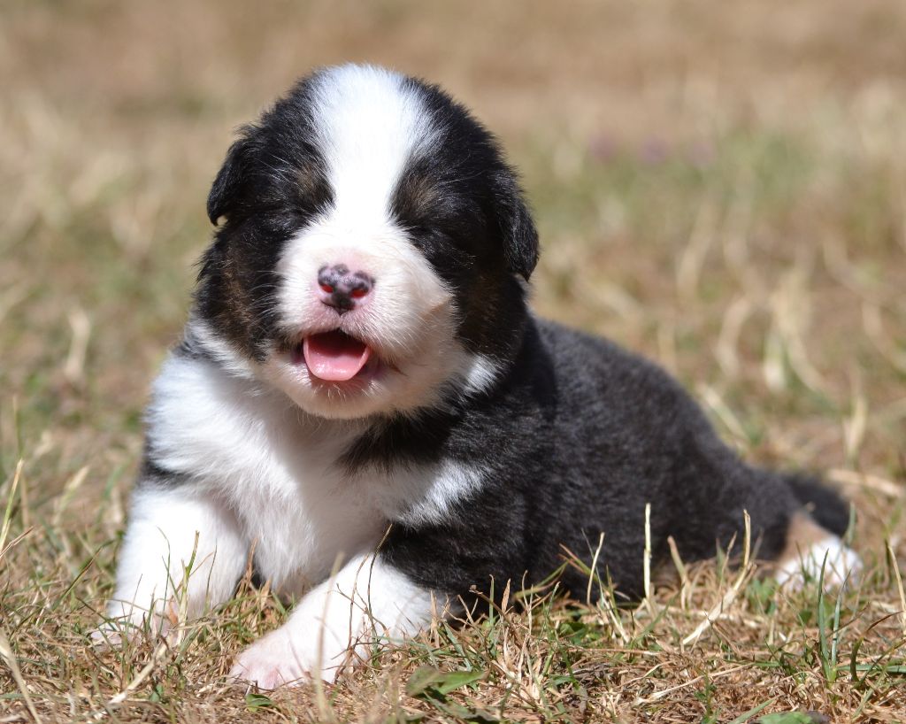 des Wani - Yanpi - Chiots disponibles - Berger Australien