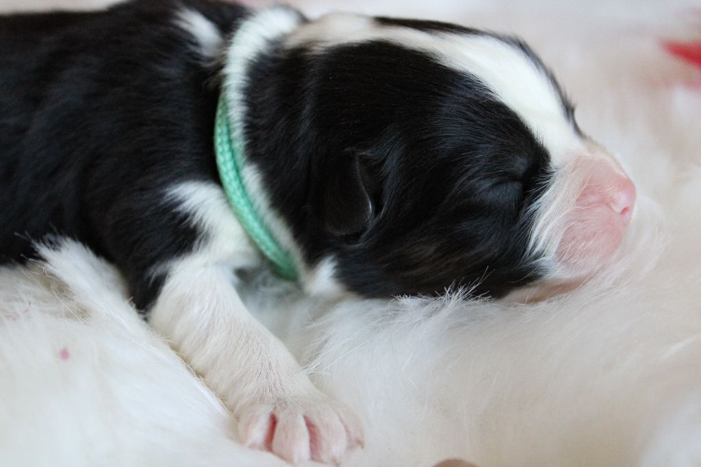 des Wani - Yanpi - Chiots disponibles - Berger Australien
