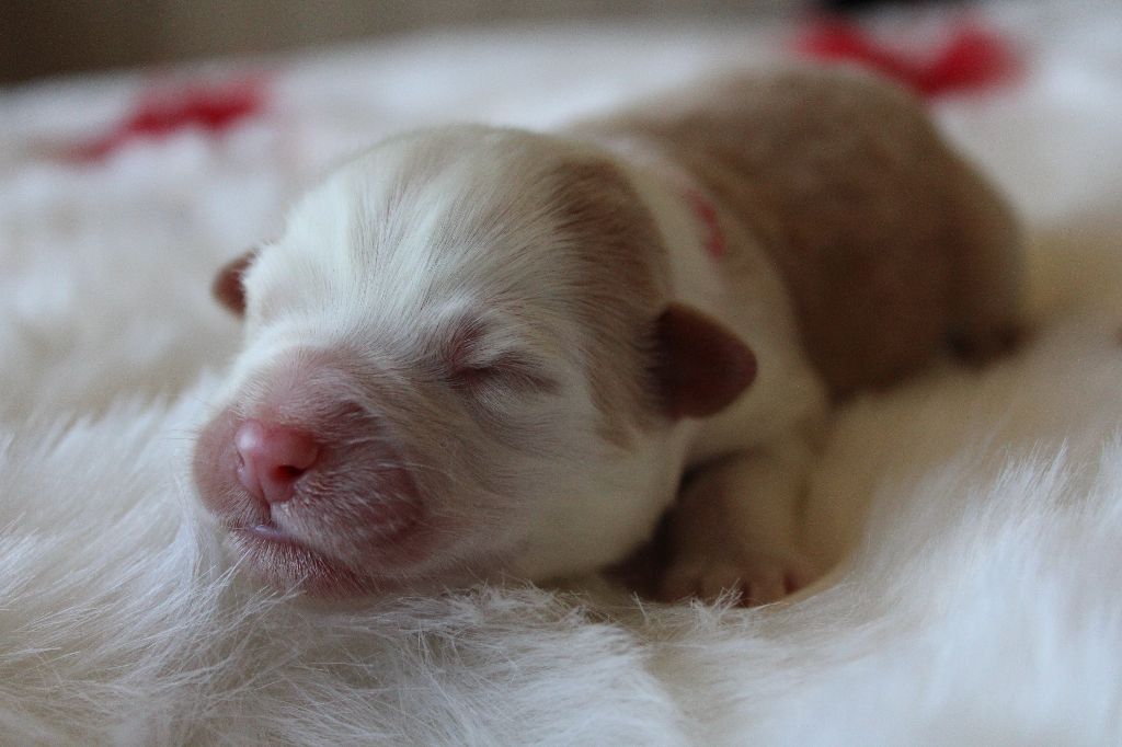 des Wani - Yanpi - Chiots disponibles - Berger Australien