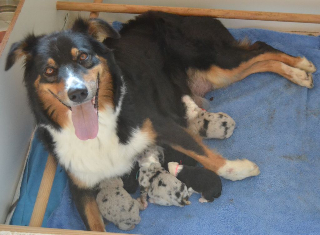 Chiot Berger Australien des Wani - Yanpi