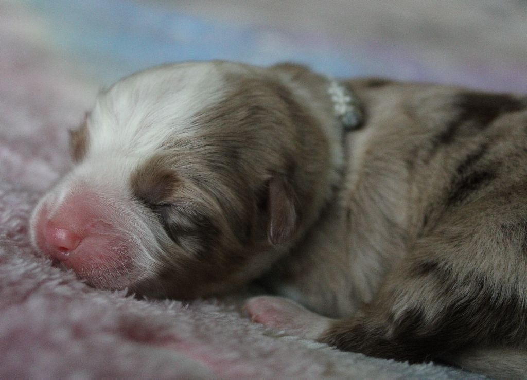 des Wani - Yanpi - Chiots disponibles - Berger Américain Miniature 