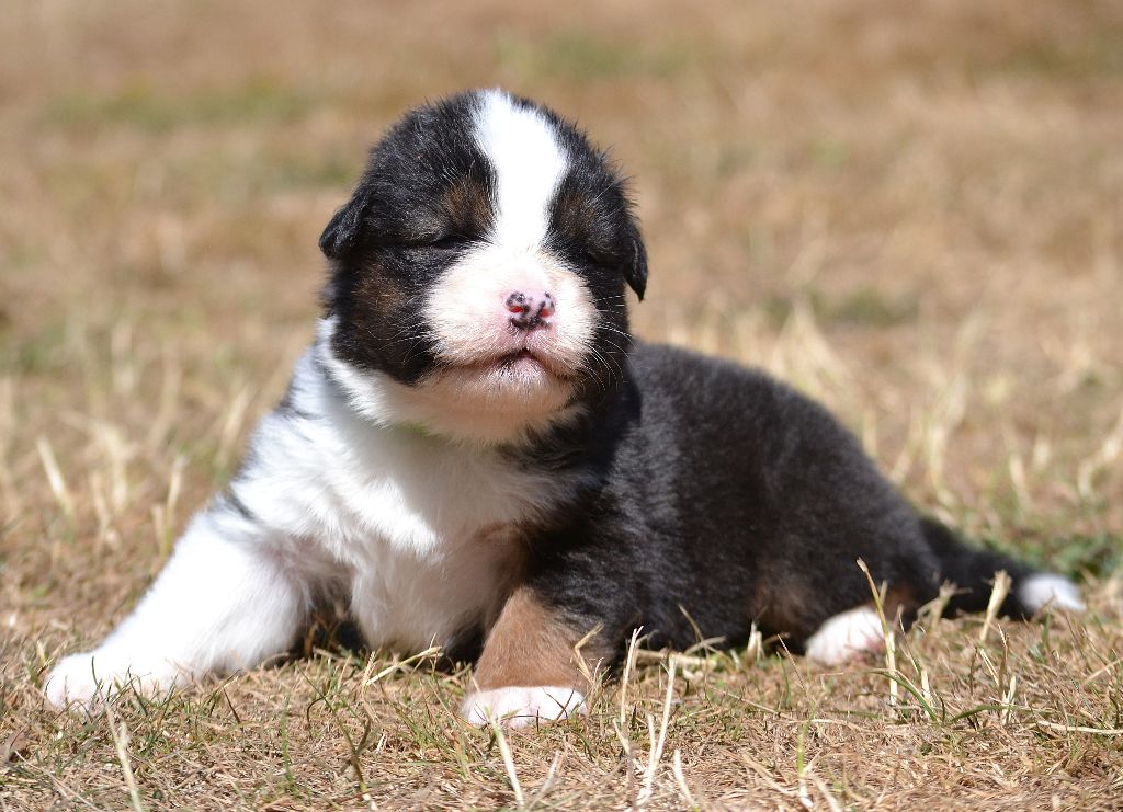 des Wani - Yanpi - Chiots disponibles - Berger Australien