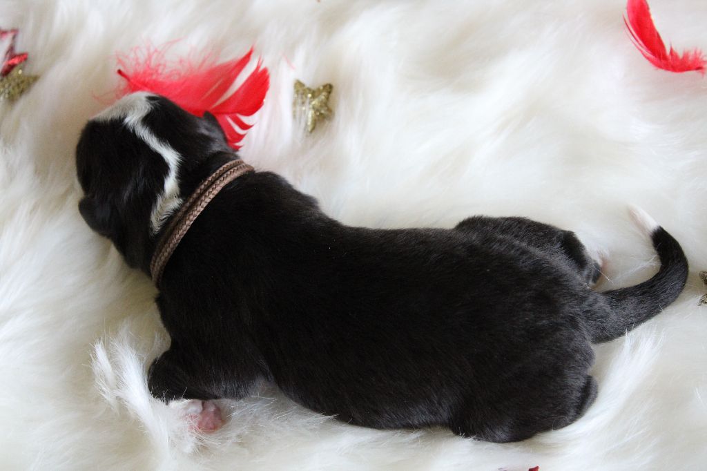des Wani - Yanpi - Chiots disponibles - Berger Américain Miniature 