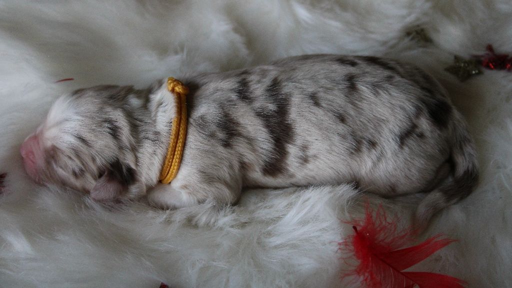 des Wani - Yanpi - Chiots disponibles - Berger Américain Miniature 