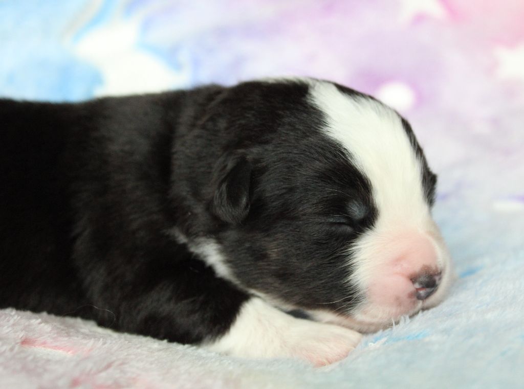 des Wani - Yanpi - Chiots disponibles - Berger Américain Miniature 