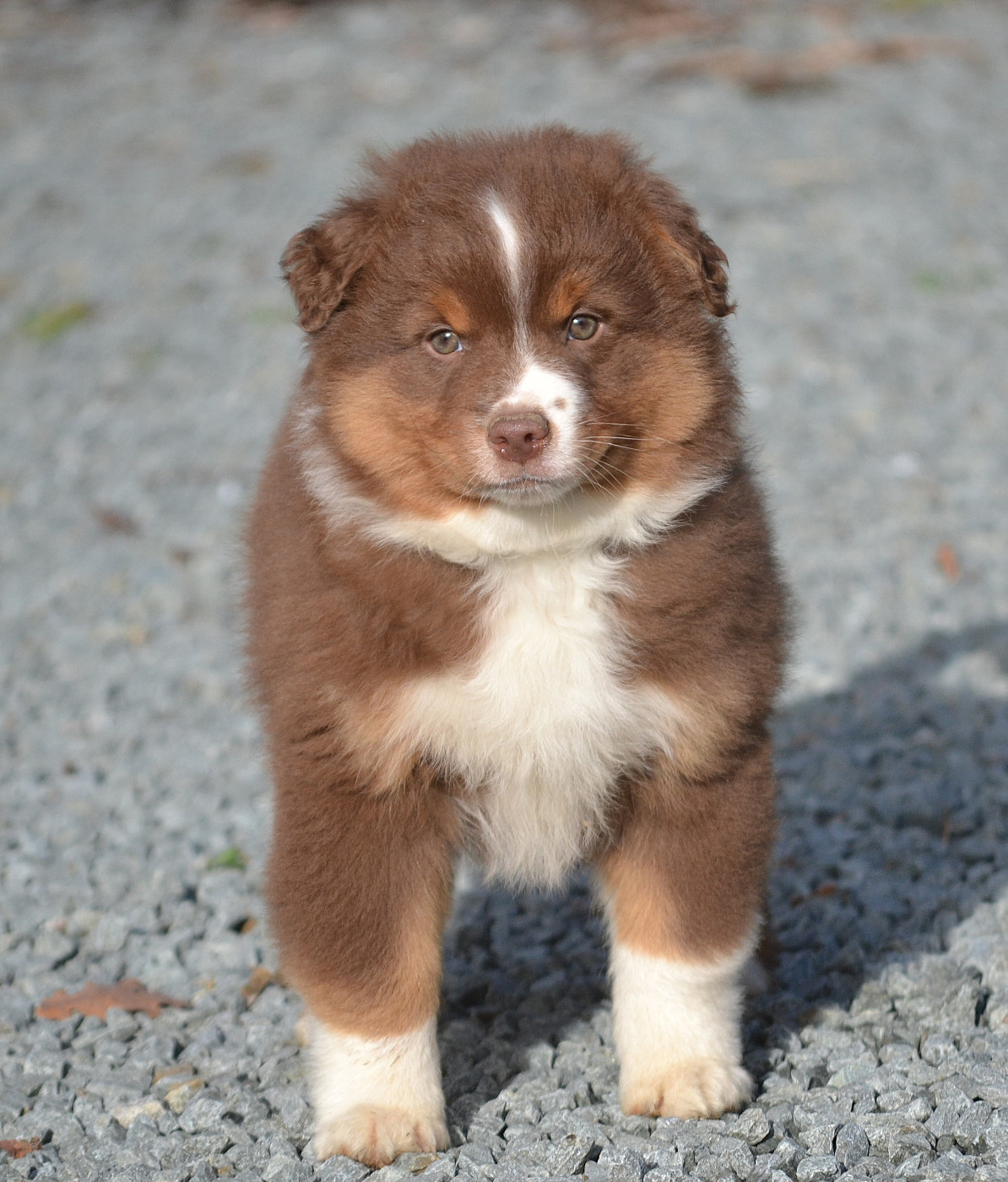 des Wani - Yanpi - Chiots disponibles - Berger Américain Miniature 