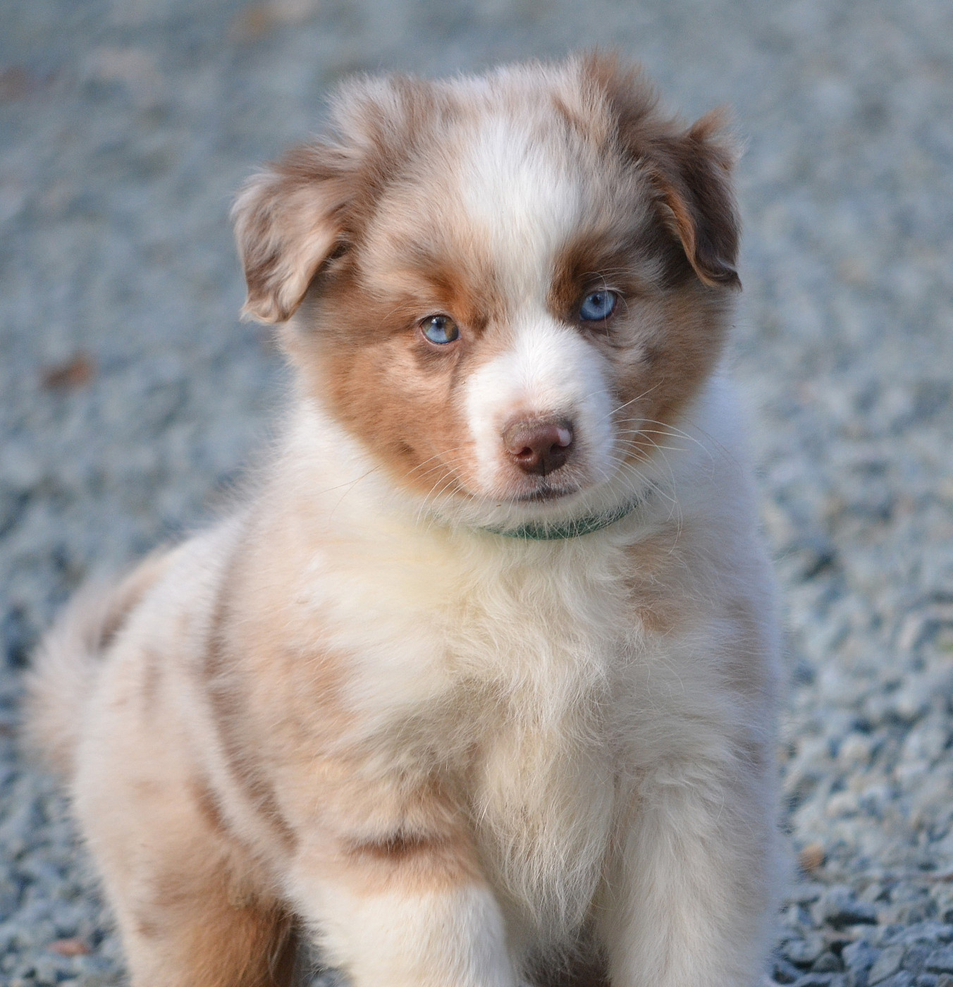 des Wani - Yanpi - Chiots disponibles - Berger Américain Miniature 