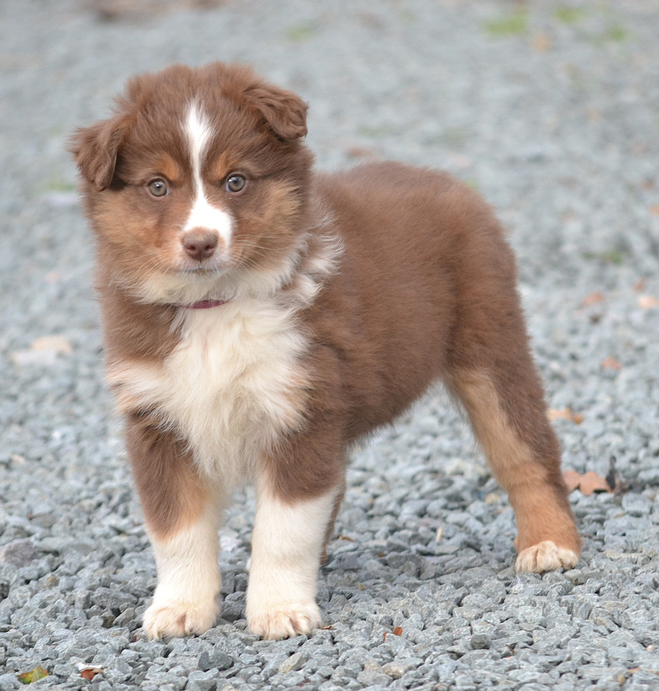 des Wani - Yanpi - Chiots disponibles - Berger Américain Miniature 