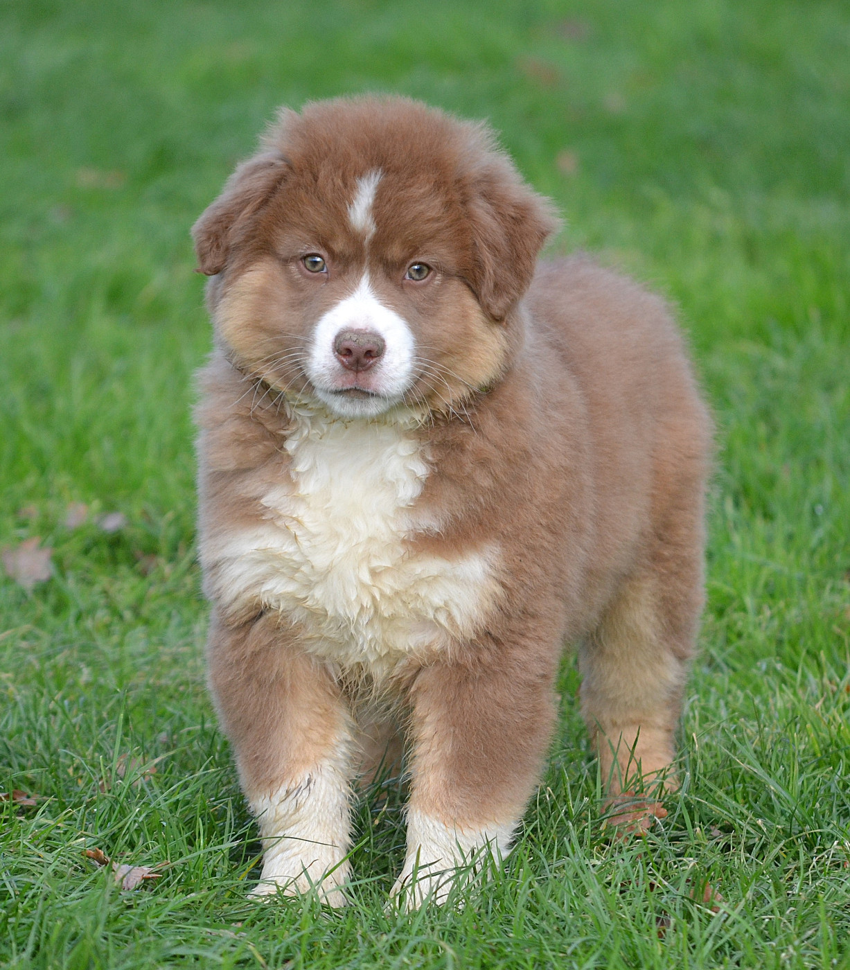 des Wani - Yanpi - Chiots disponibles - Berger Américain Miniature 