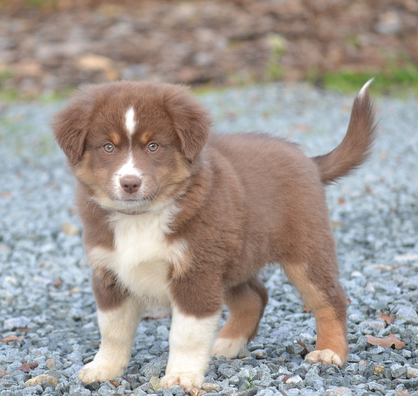 des Wani - Yanpi - Chiots disponibles - Berger Américain Miniature 