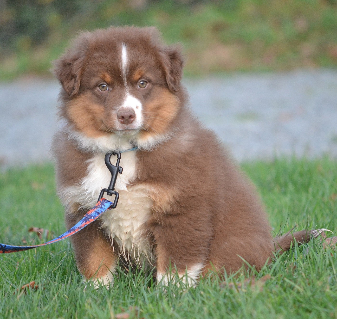 des Wani - Yanpi - Chiots disponibles - Berger Américain Miniature 