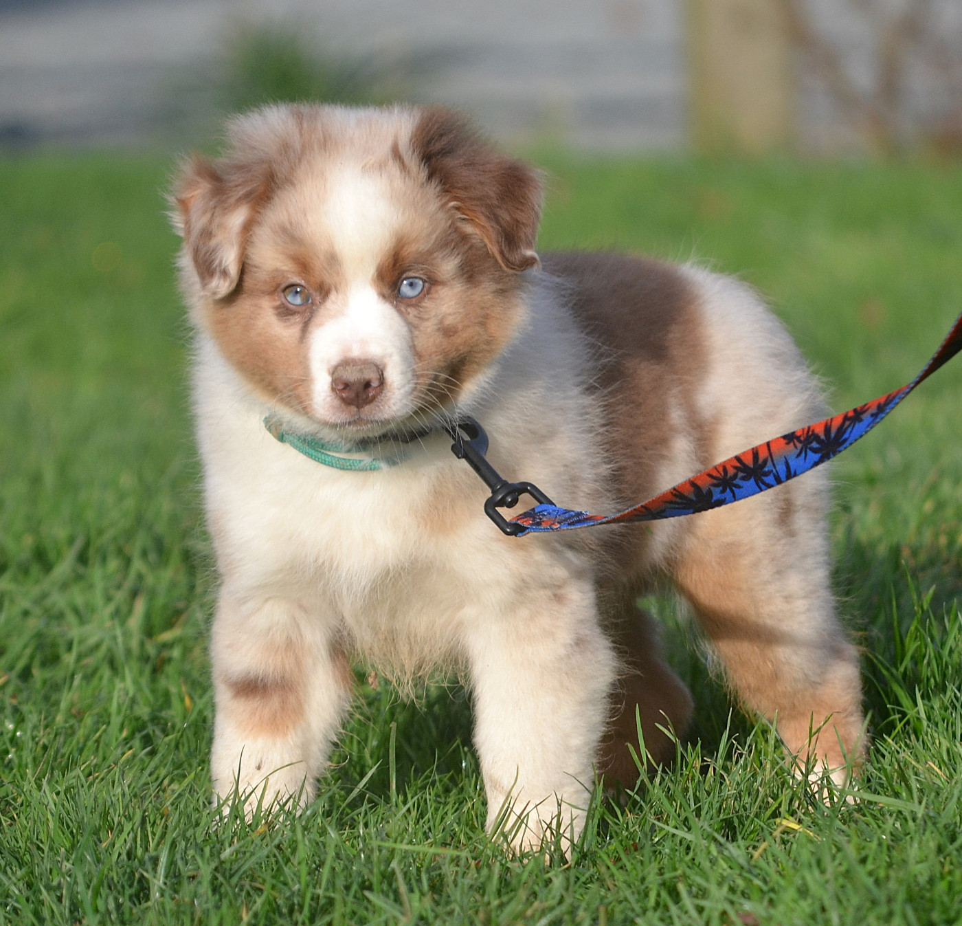 des Wani - Yanpi - Chiots disponibles - Berger Américain Miniature 