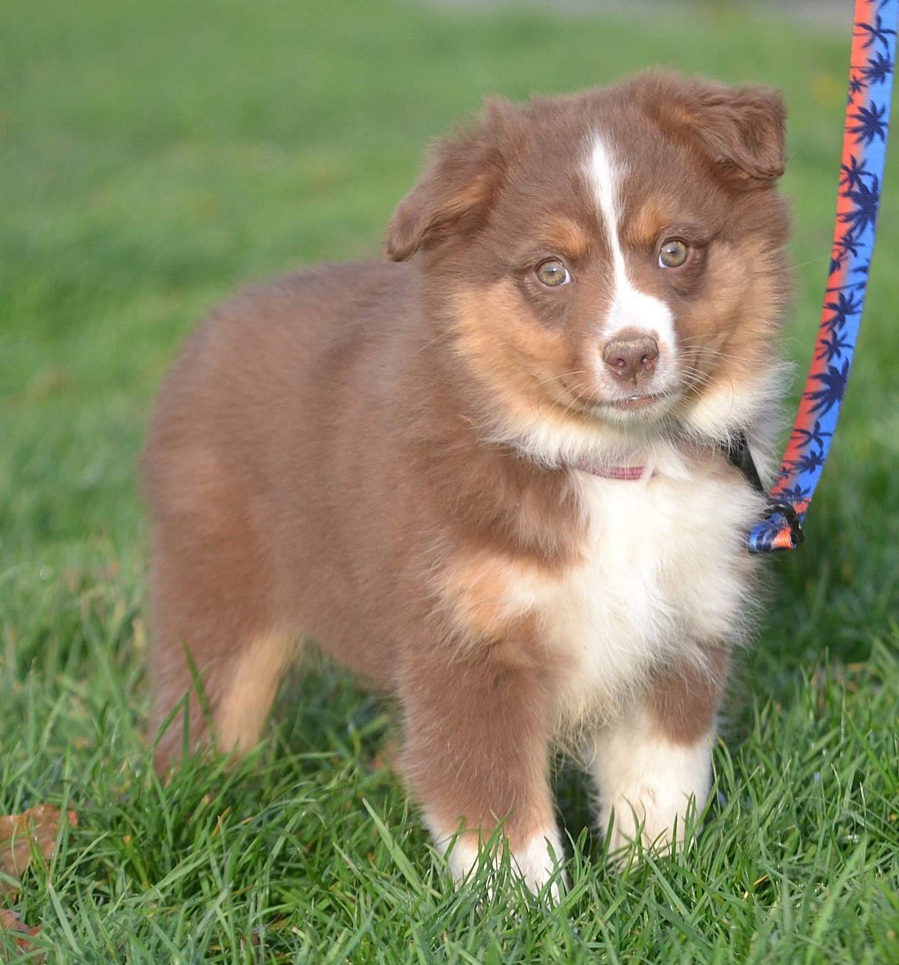 des Wani - Yanpi - Chiots disponibles - Berger Américain Miniature 