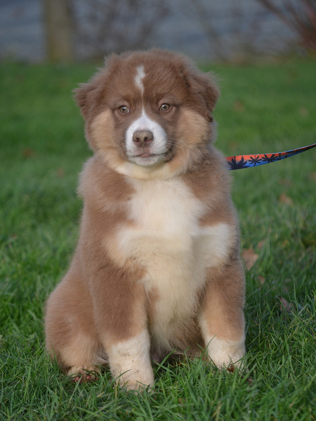 des Wani - Yanpi - Chiots disponibles - Berger Américain Miniature 