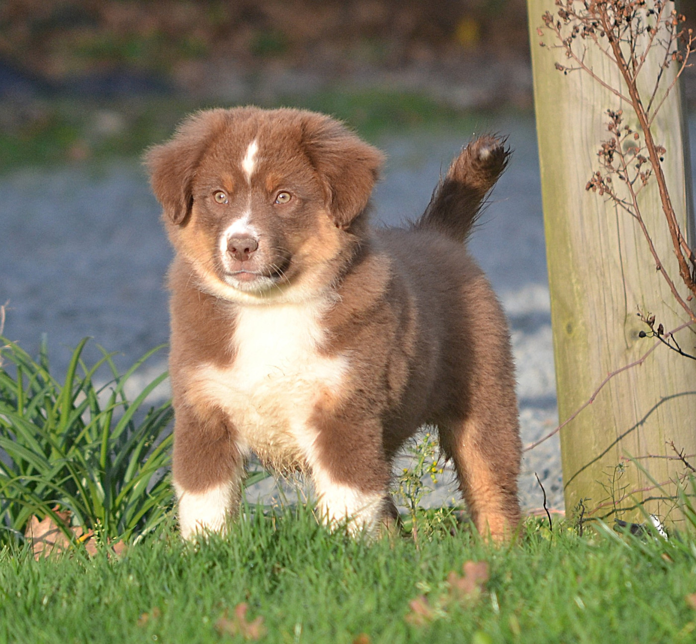 des Wani - Yanpi - Chiots disponibles - Berger Américain Miniature 