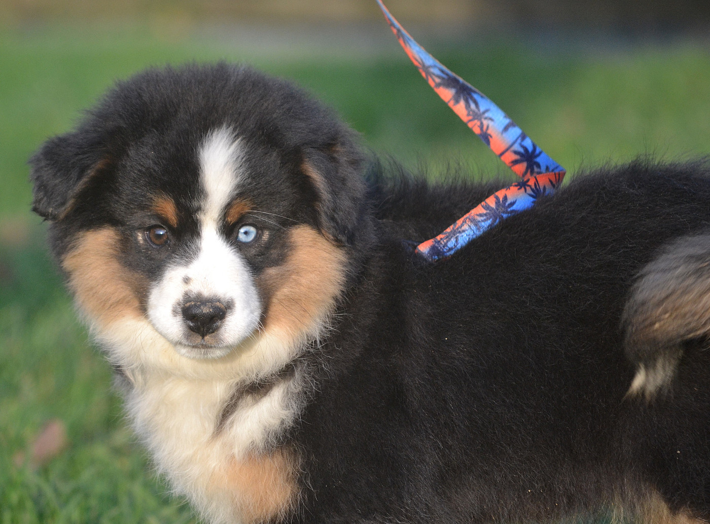 des Wani - Yanpi - Chiots disponibles - Berger Américain Miniature 