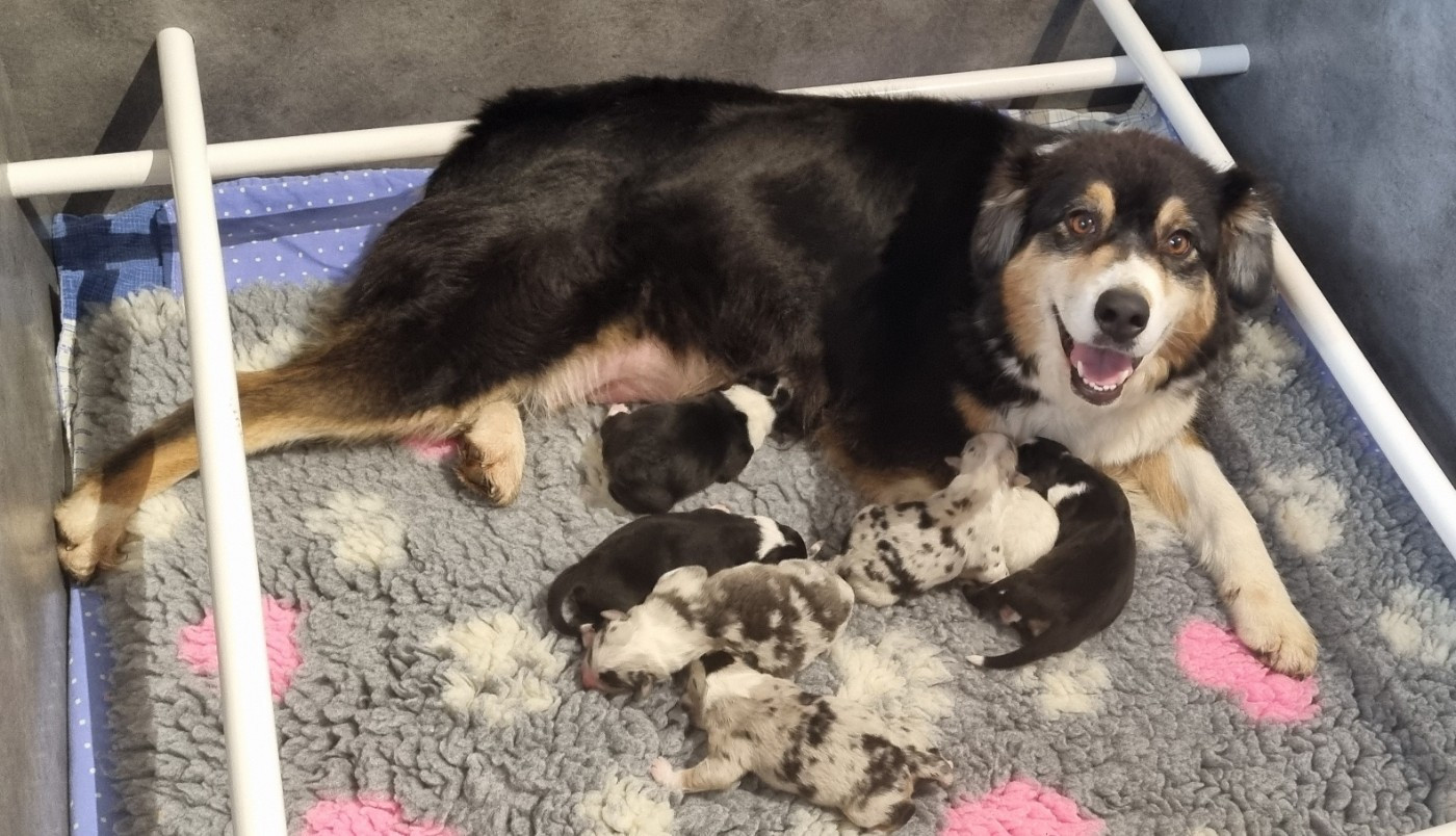 Chiot Berger Australien des Wani - Yanpi