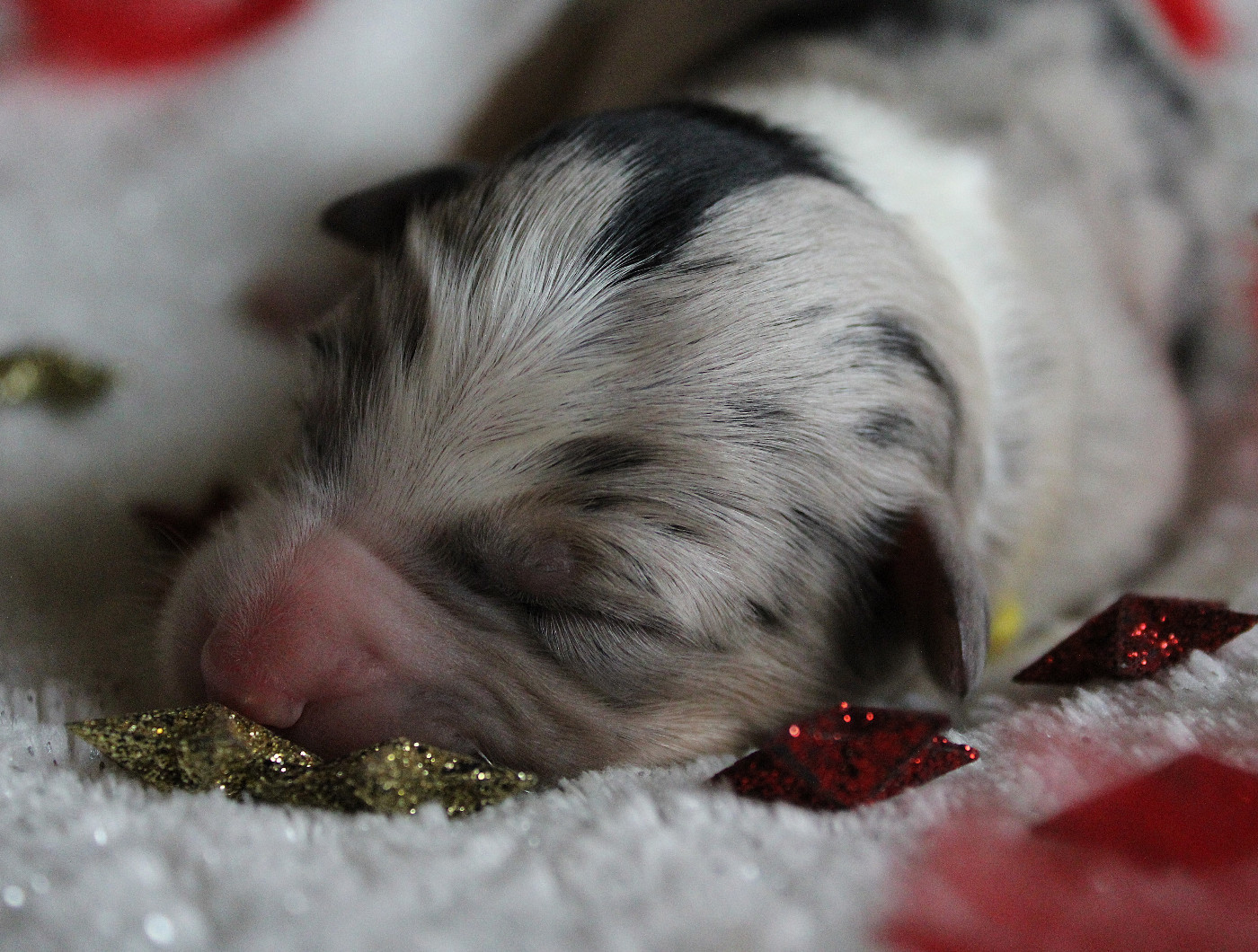 des Wani - Yanpi - Chiots disponibles - Berger Australien