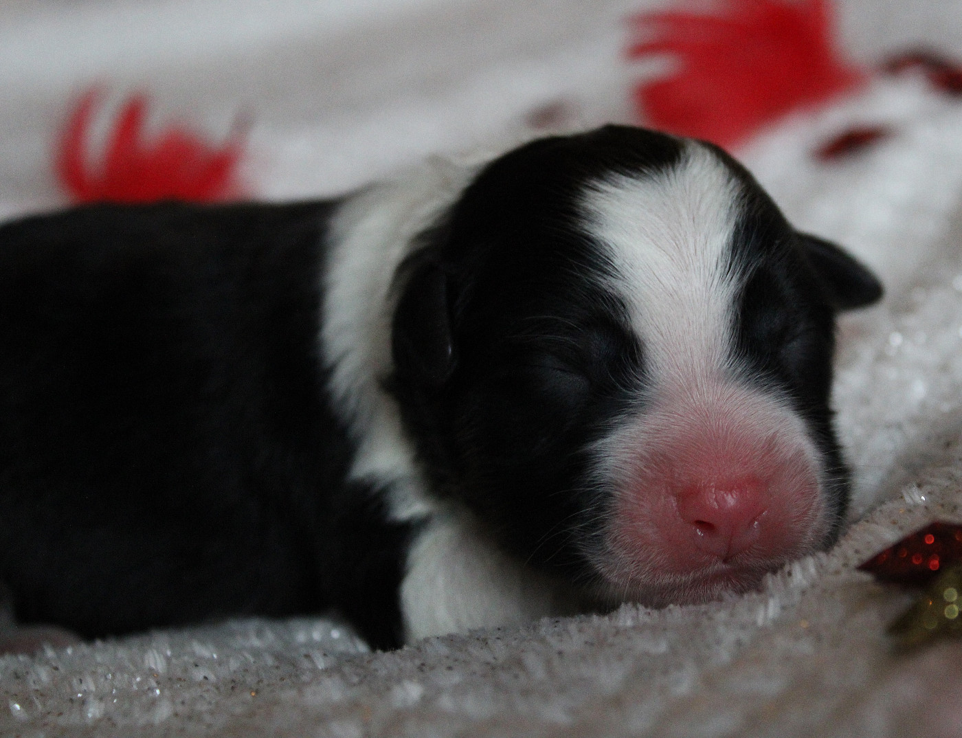 des Wani - Yanpi - Chiots disponibles - Berger Australien