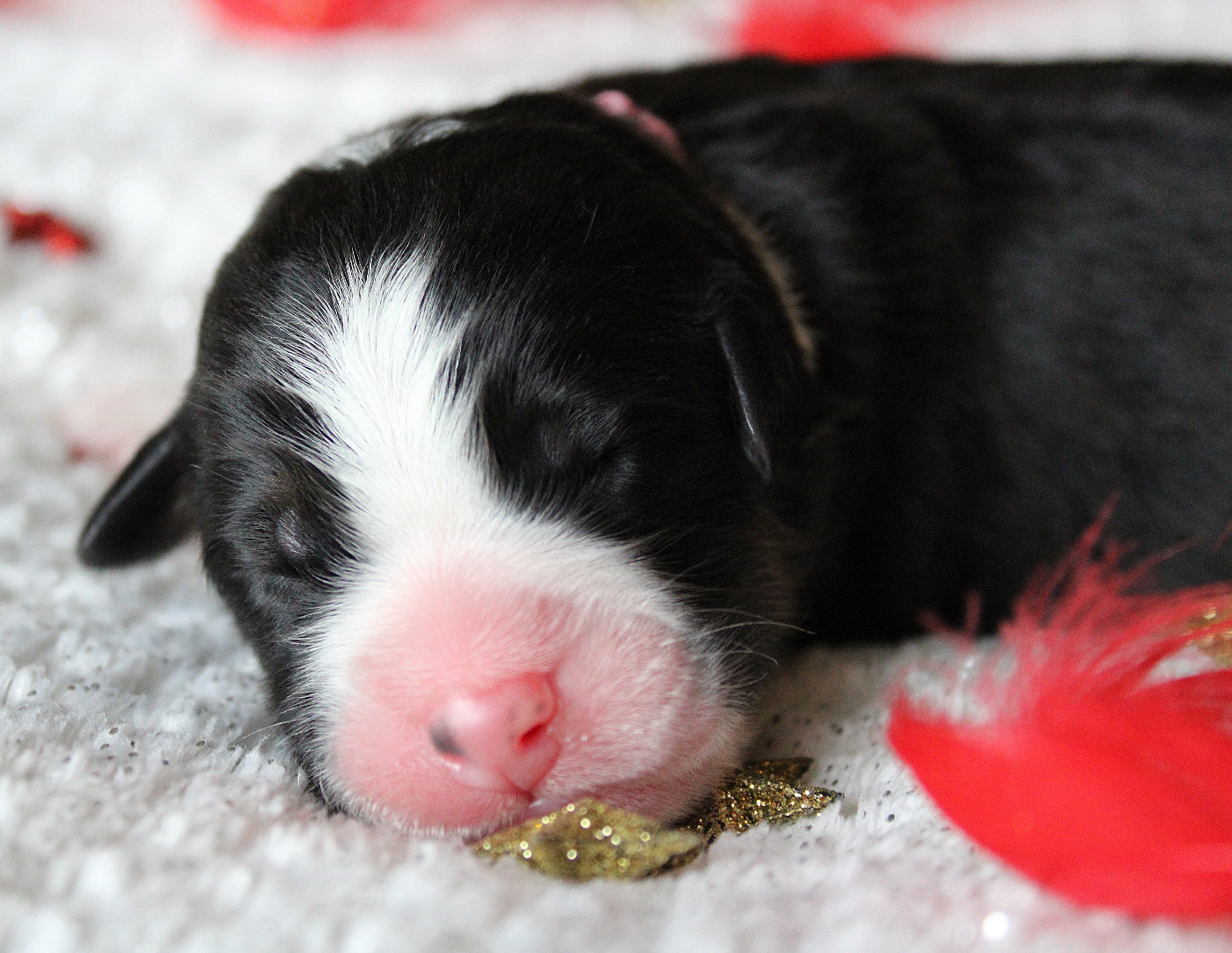 des Wani - Yanpi - Chiots disponibles - Berger Australien