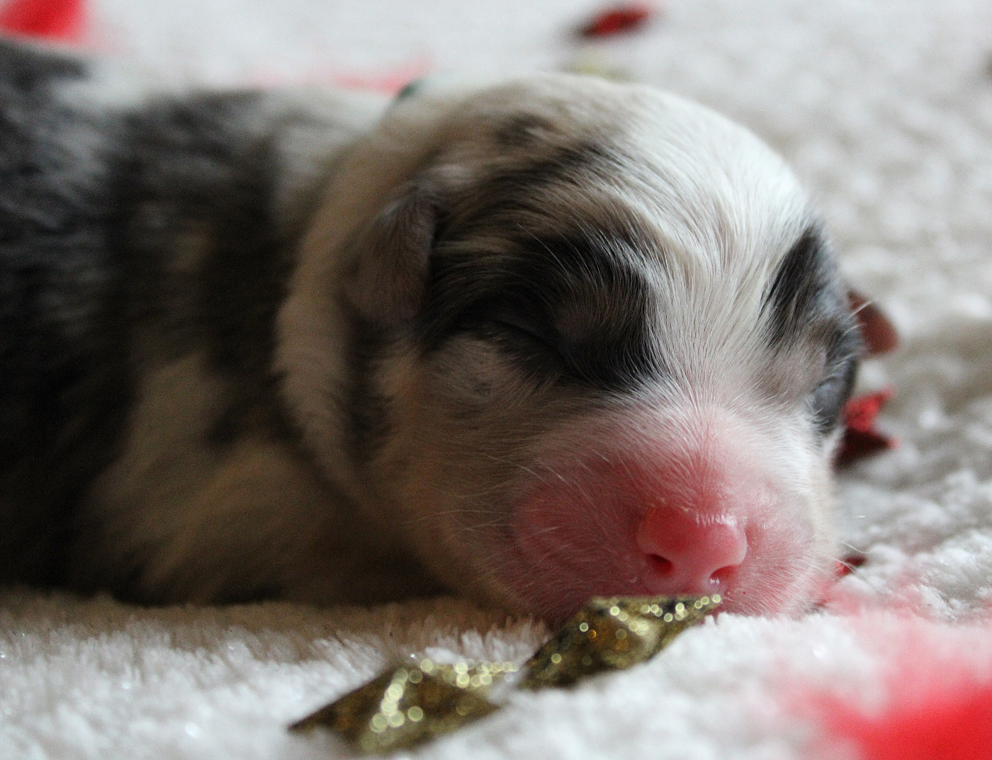 des Wani - Yanpi - Chiots disponibles - Berger Australien