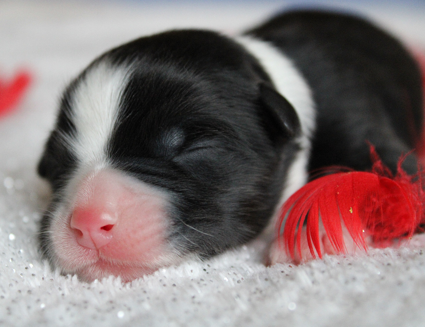 des Wani - Yanpi - Chiots disponibles - Berger Australien