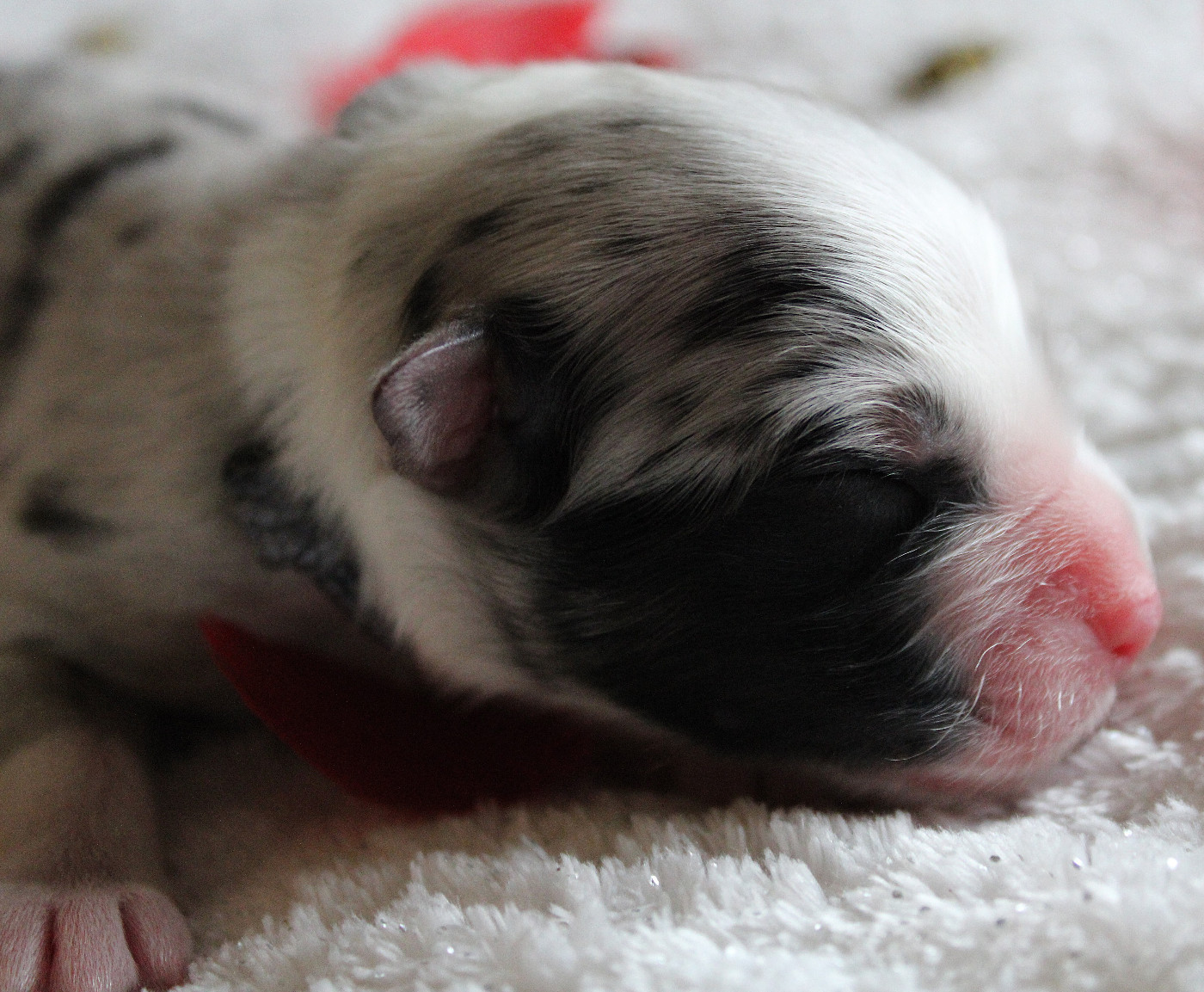 des Wani - Yanpi - Chiots disponibles - Berger Australien