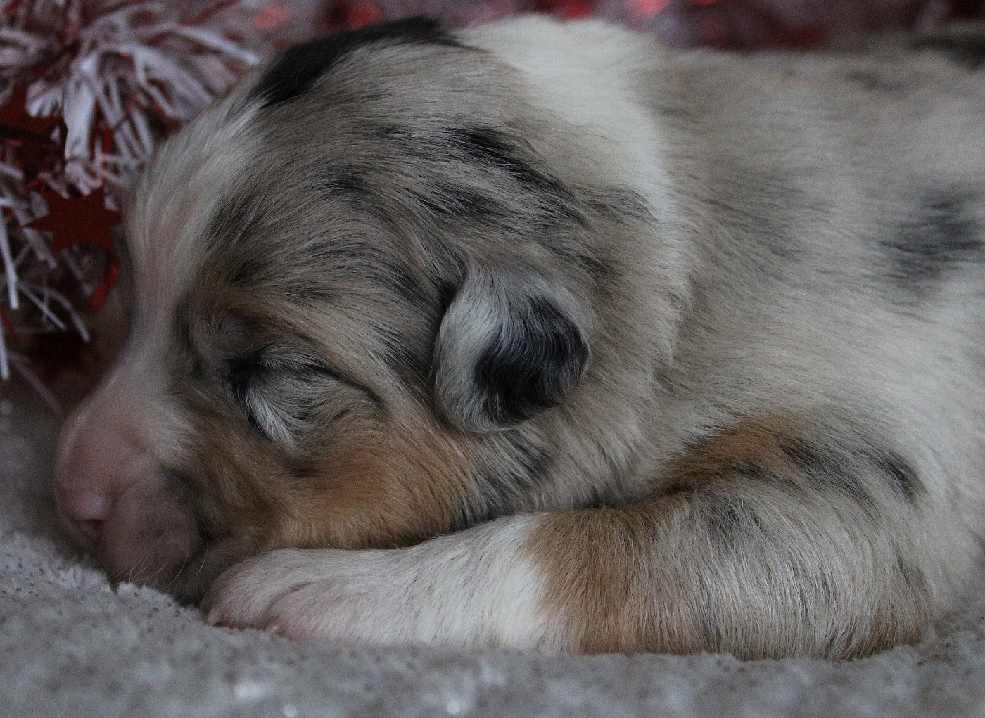 des Wani - Yanpi - Chiots disponibles - Berger Australien