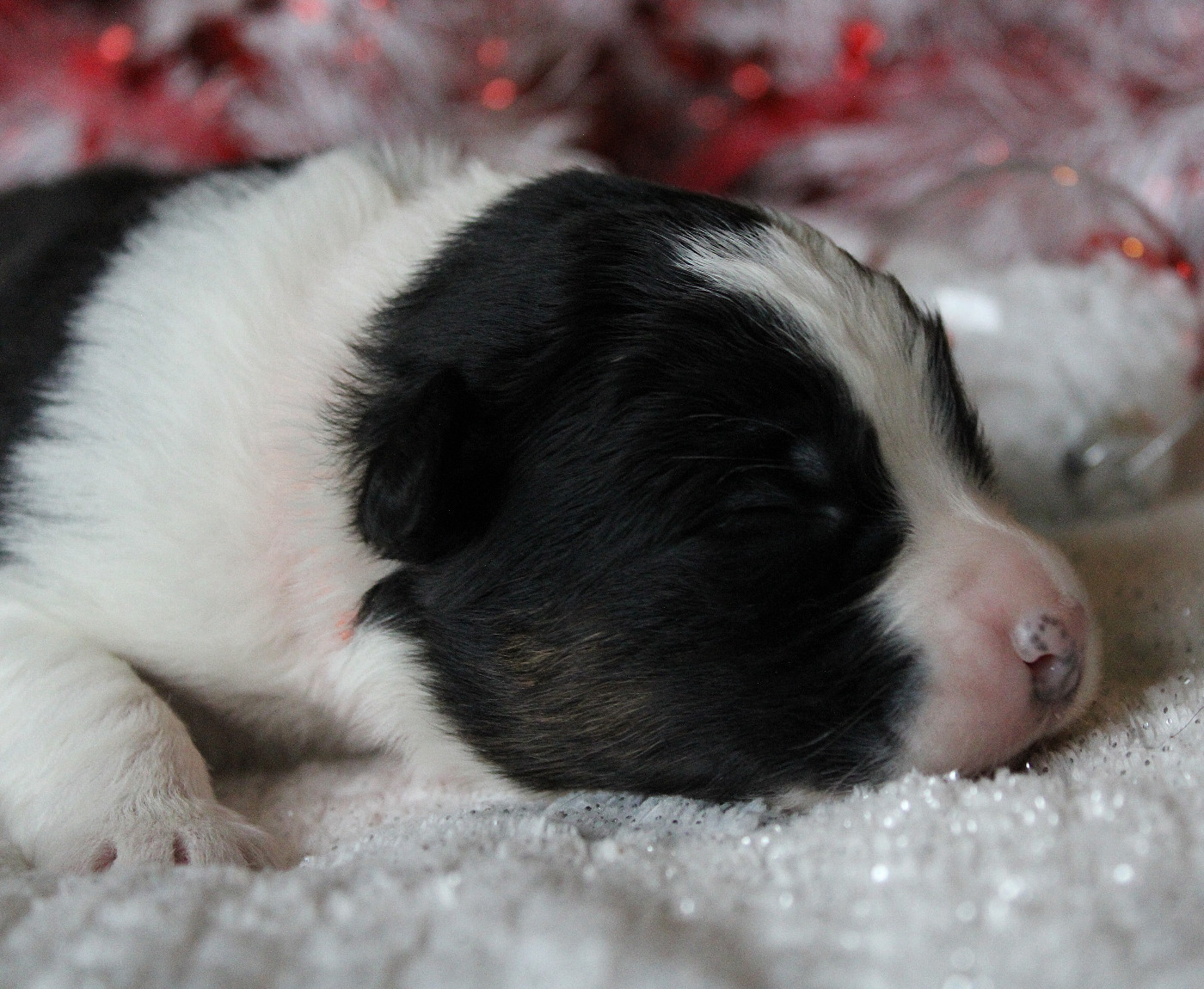 des Wani - Yanpi - Chiots disponibles - Berger Australien