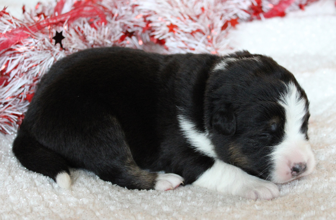 des Wani - Yanpi - Chiots disponibles - Berger Australien