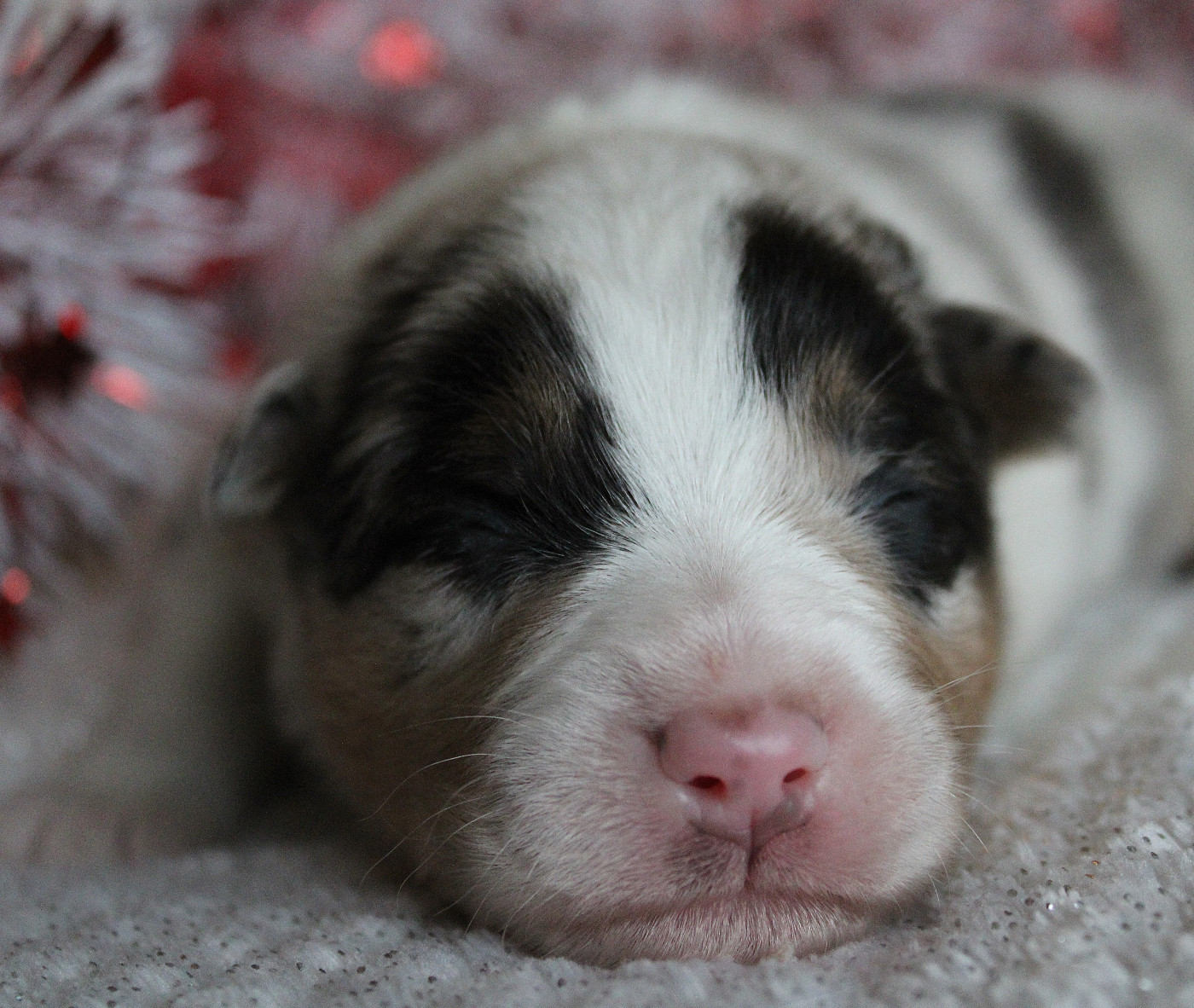 des Wani - Yanpi - Chiots disponibles - Berger Australien