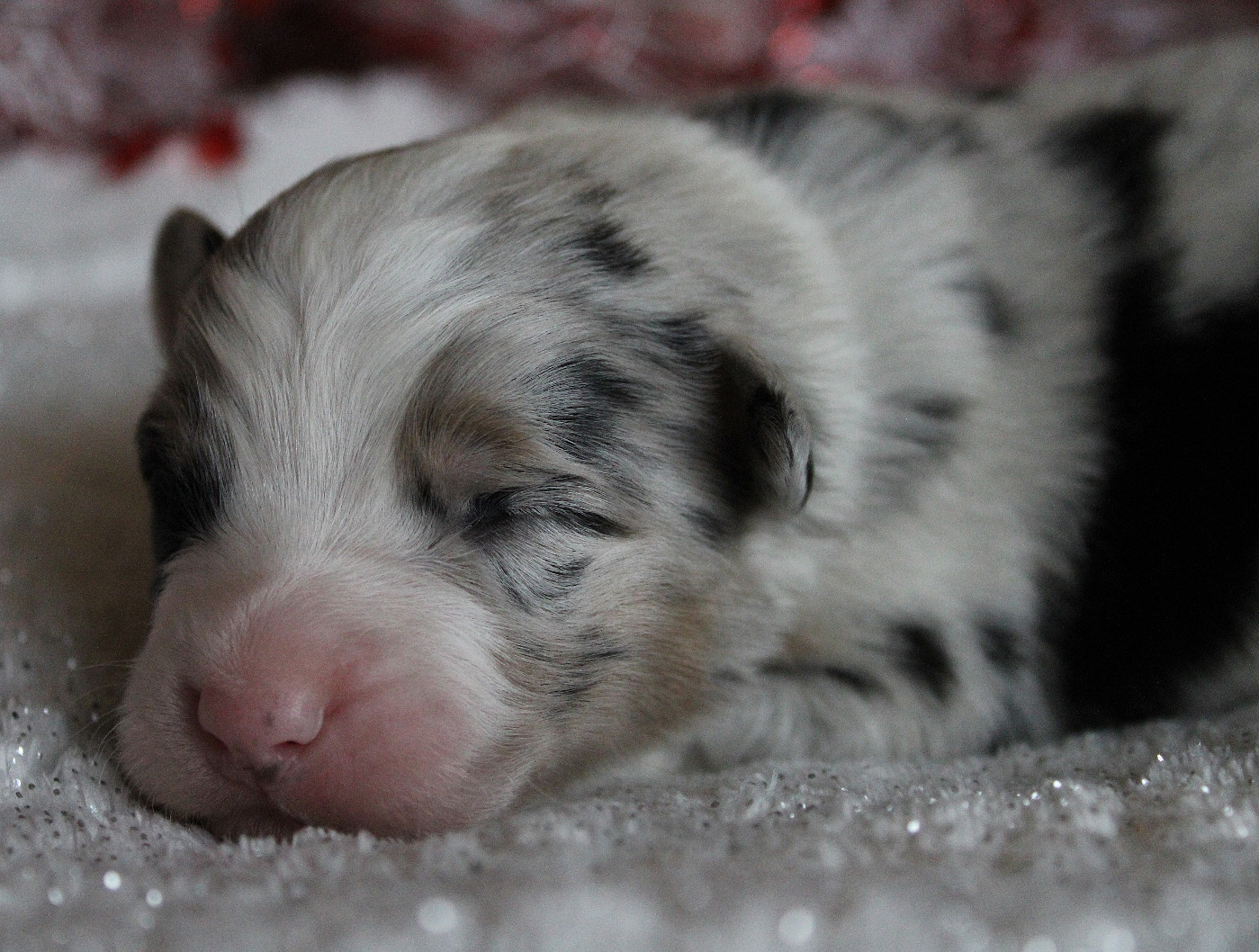 des Wani - Yanpi - Chiots disponibles - Berger Australien