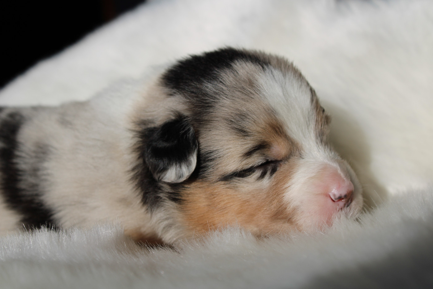 des Wani - Yanpi - Chiots disponibles - Berger Australien