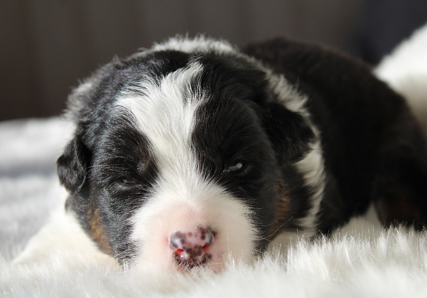 des Wani - Yanpi - Chiots disponibles - Berger Australien