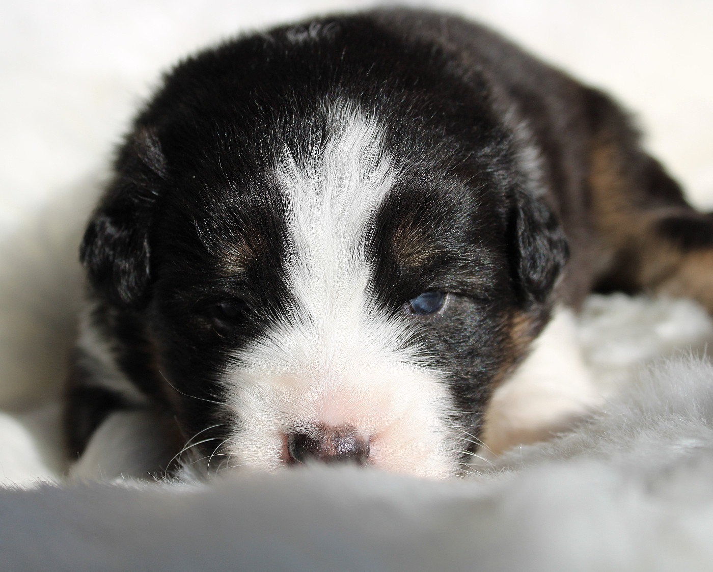 des Wani - Yanpi - Chiots disponibles - Berger Australien