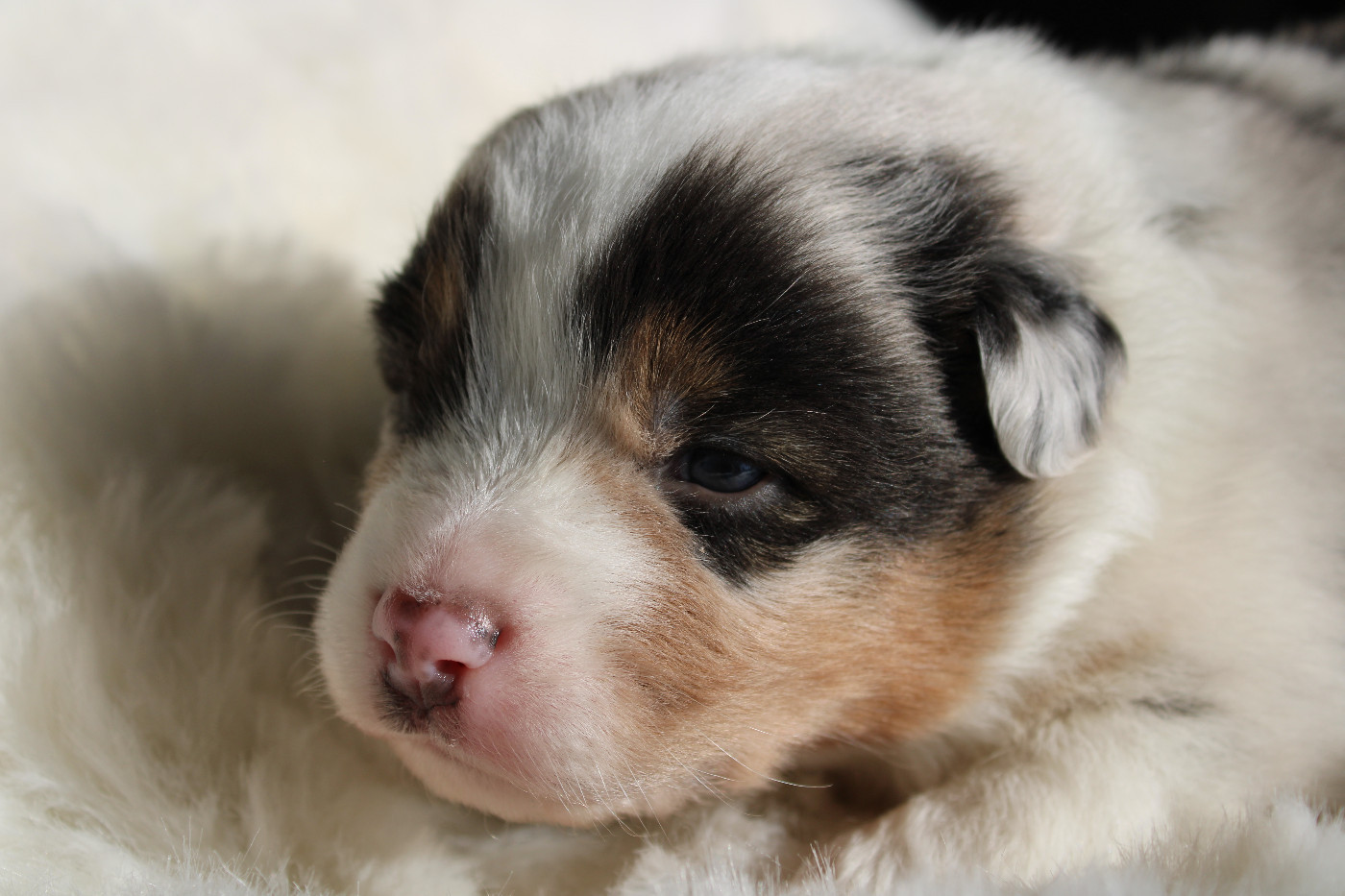 des Wani - Yanpi - Chiots disponibles - Berger Australien