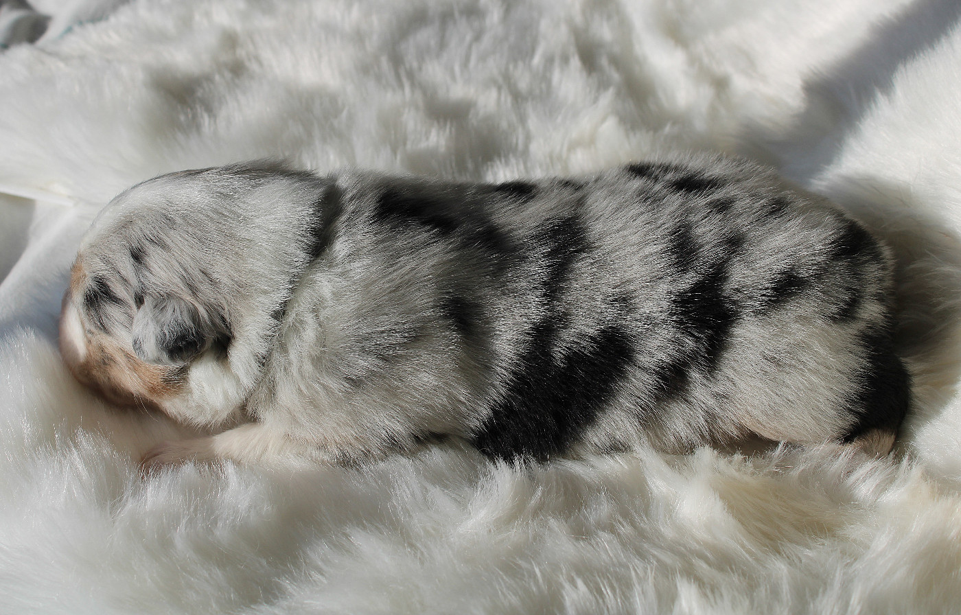 des Wani - Yanpi - Chiots disponibles - Berger Australien