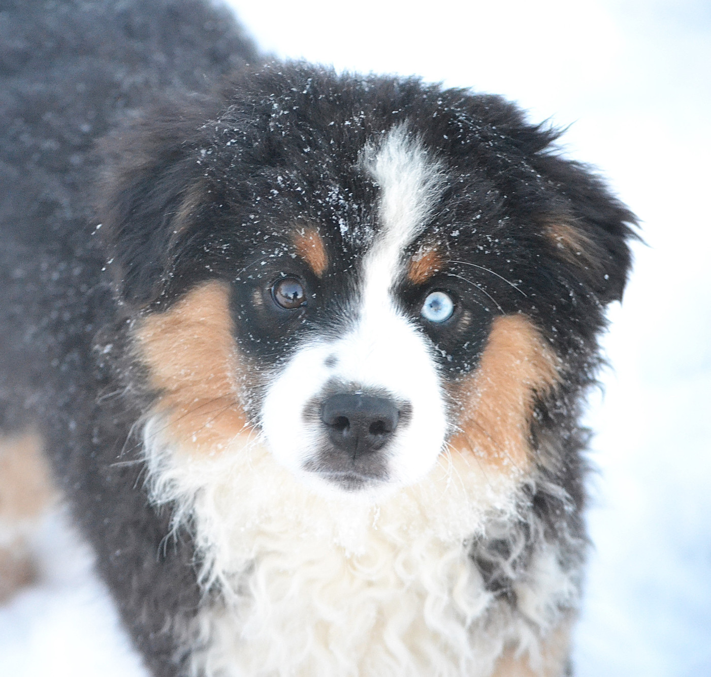 des Wani - Yanpi - Chiots disponibles - Berger Américain Miniature 