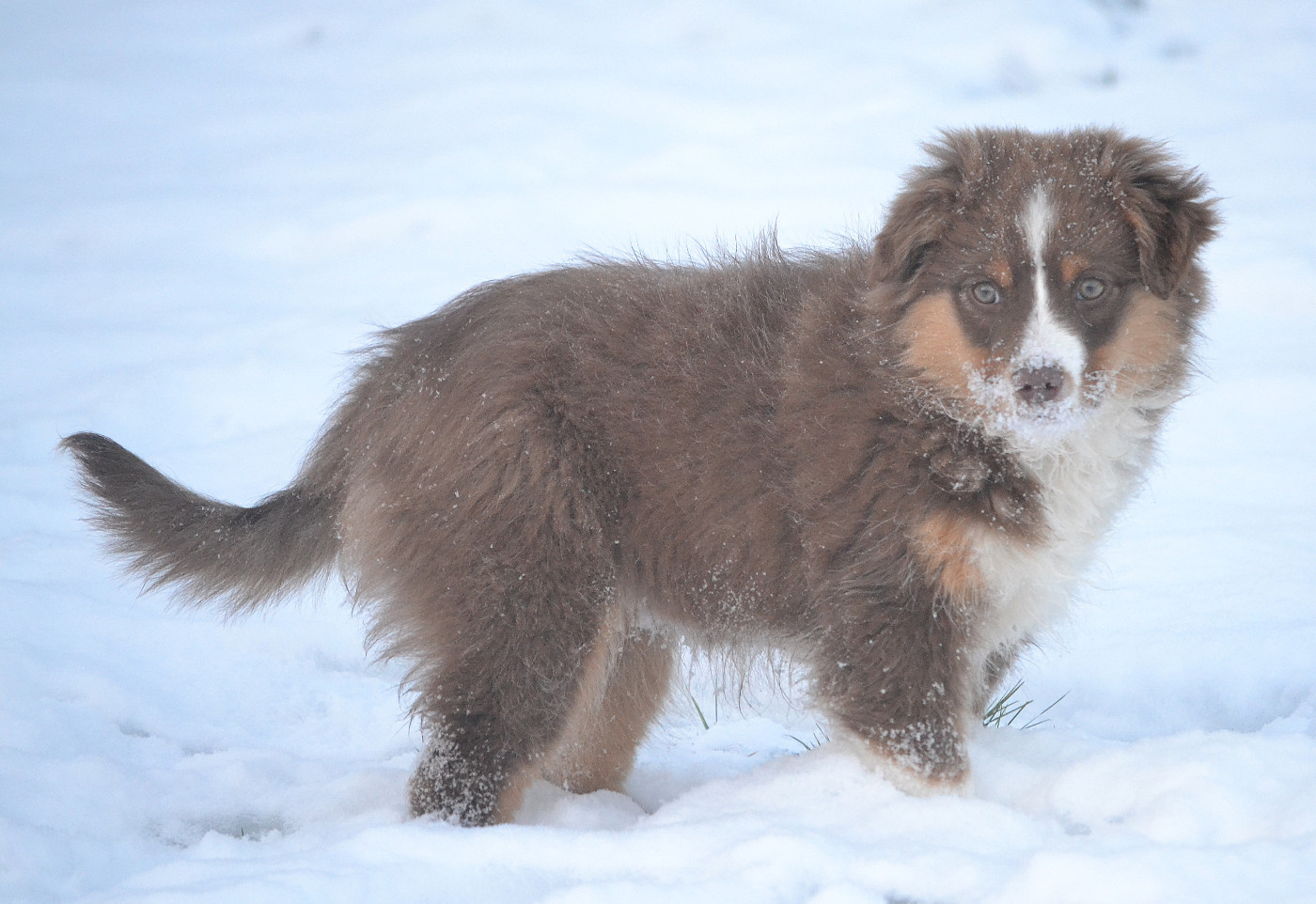 des Wani - Yanpi - Chiots disponibles - Berger Américain Miniature 