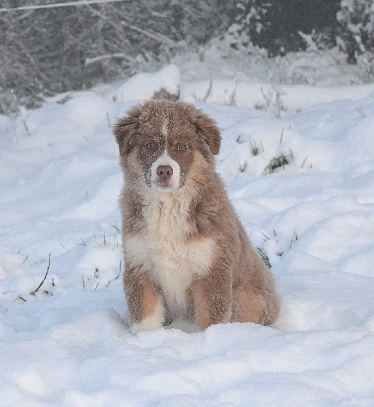 des Wani - Yanpi - Chiots disponibles - Berger Américain Miniature 