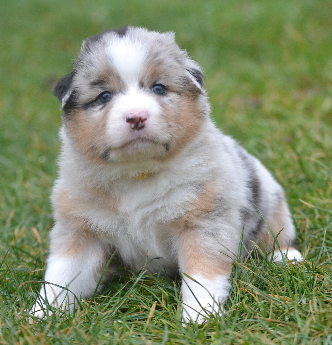 des Wani - Yanpi - Chiots disponibles - Berger Australien