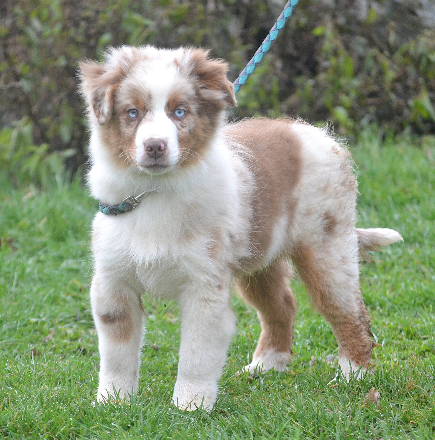 des Wani - Yanpi - Chiots disponibles - Berger Américain Miniature 