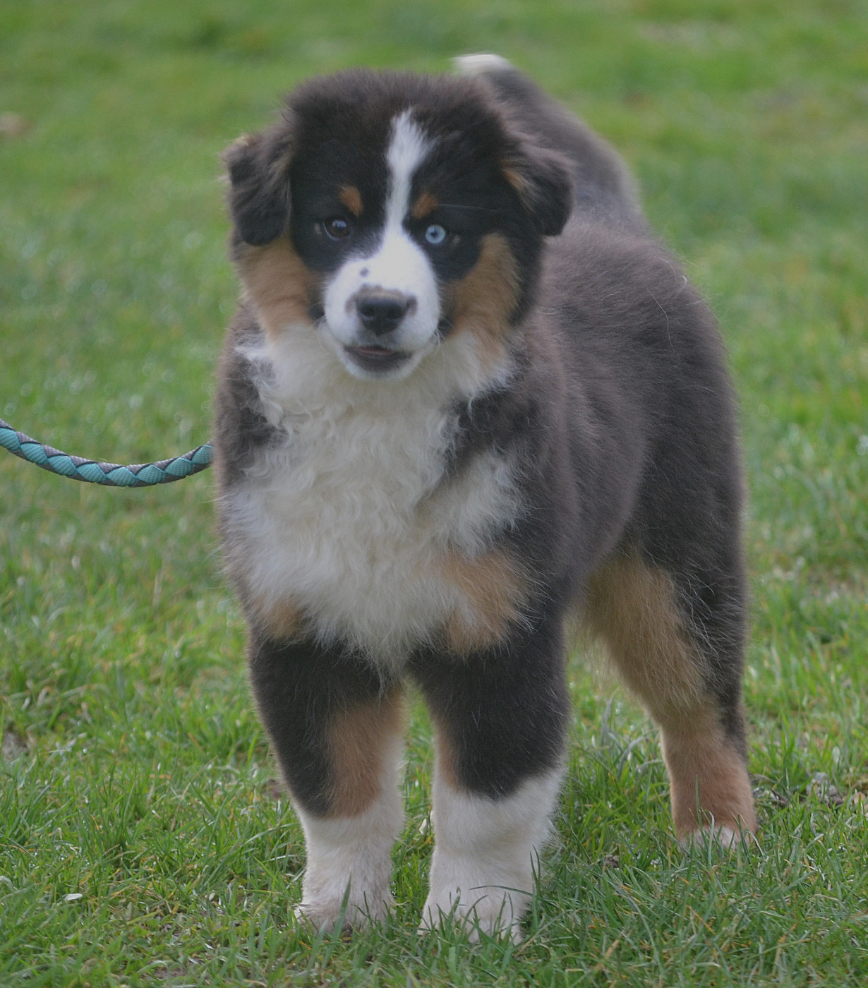 des Wani - Yanpi - Chiots disponibles - Berger Américain Miniature 