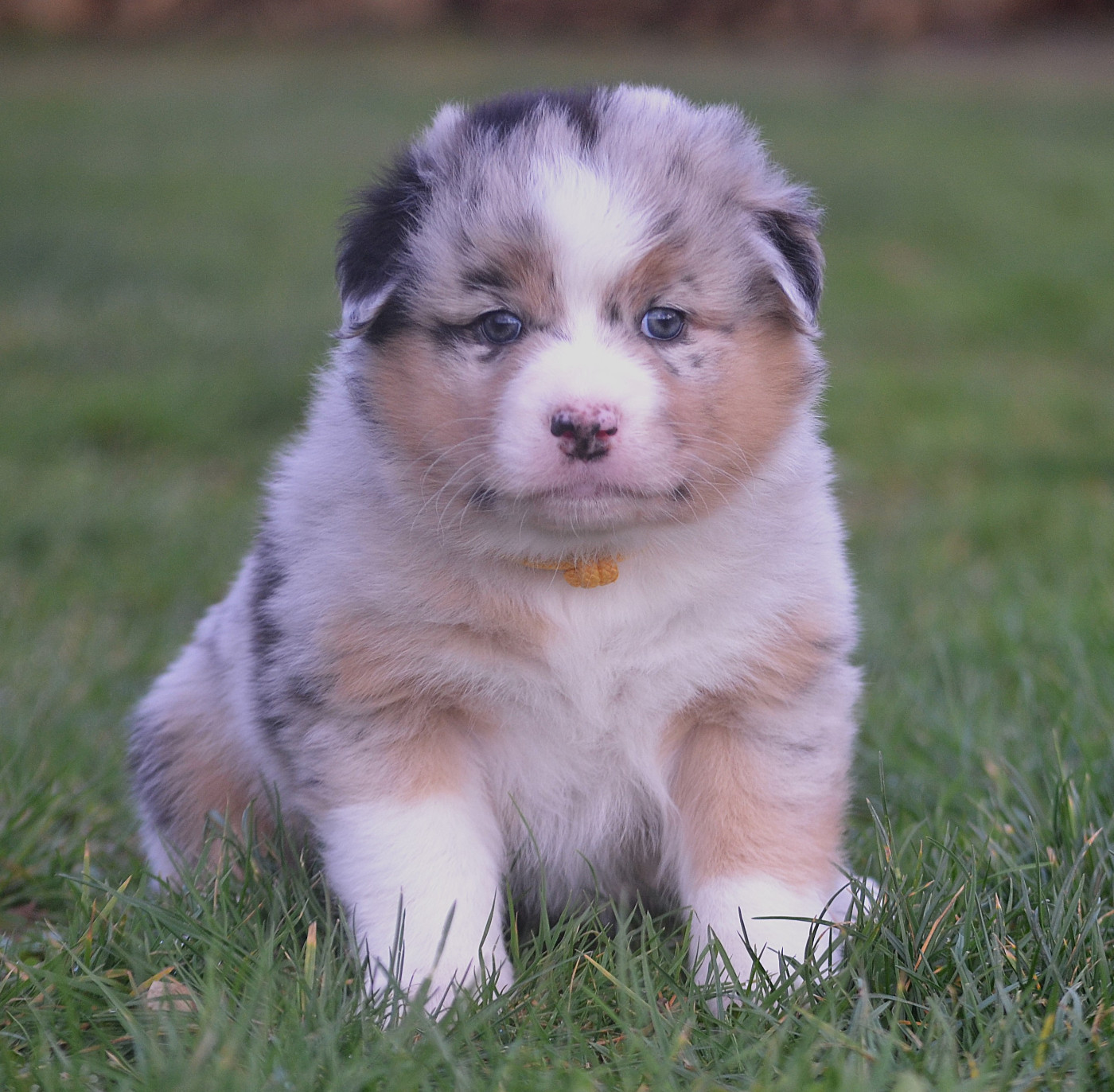 des Wani - Yanpi - Chiots disponibles - Berger Australien