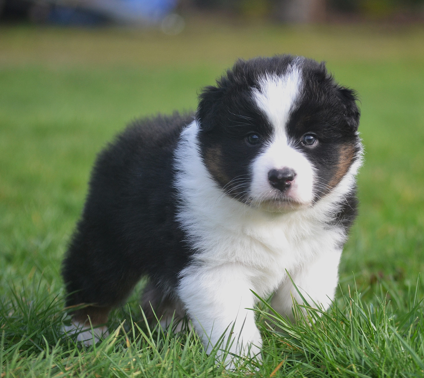 des Wani - Yanpi - Chiots disponibles - Berger Australien