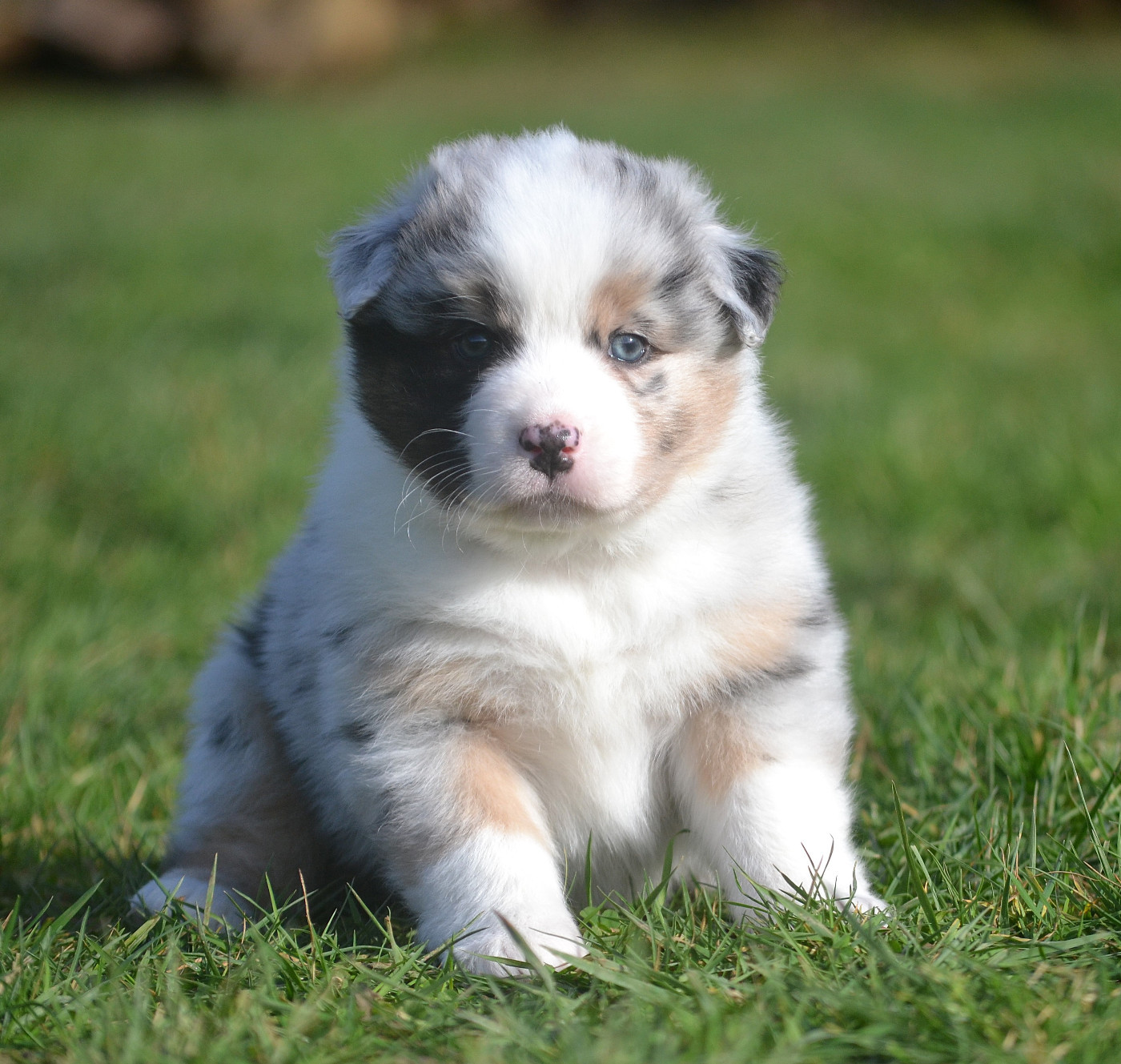 des Wani - Yanpi - Chiots disponibles - Berger Australien